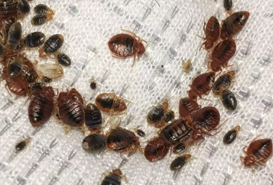 A mattress full of bed bugs